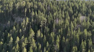 Orman ağaçlarının insansız hava aracı görüntüleri, hava manzaralı video. 