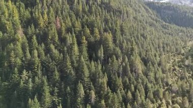 Orman ağaçlarının insansız hava aracı görüntüleri, hava manzaralı video. 