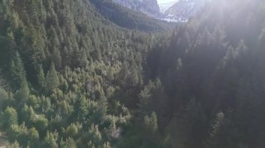 Orman ağaçlarının hava aracı görüntüleri. Dağlarda doğa 