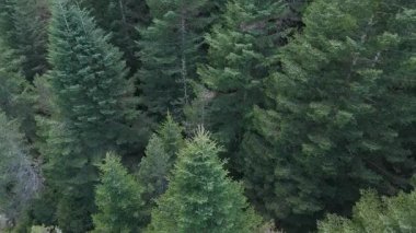 Ormandaki ağaçların insansız hava aracı videosu 