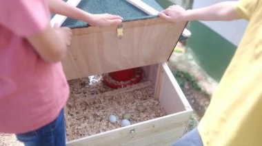 Ağır çekim Çiftlik Görüntüleri: Yumurtalı tavuk kümesinde iki genç çocuk