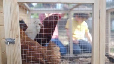 Yavaş çekim videosu. İki çocuklu bir kadın köyde tavuk kafesi kontrol ediyor. 