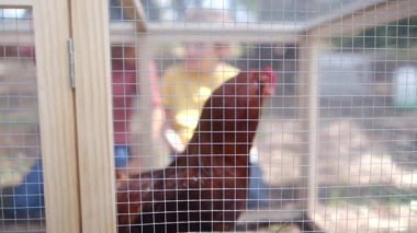 Yavaş çekim bir çiftlikteki huzurlu bir sahneyi yakalıyor. Tavuk kümesindeki iki genç çocuğun etrafı tavuklarla çevrili..