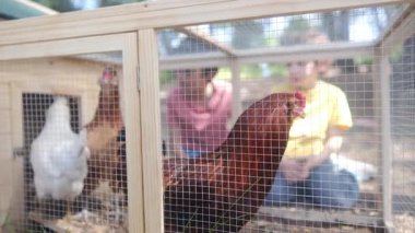 Tavuklu tavuk kümesinde iki küçük çocukla ağır çekim videosu. 