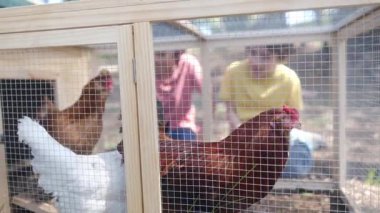 Yavaş çekim bir çiftlikteki huzurlu bir sahneyi yakalıyor. Tavuk kümesindeki iki genç çocuğun etrafı tavuklarla çevrili..