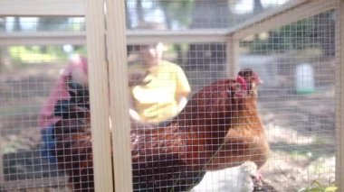 Kırsal, kırsal hayat. Tavuk kümesinde iki küçük çocukla ağır çekim videosu. 