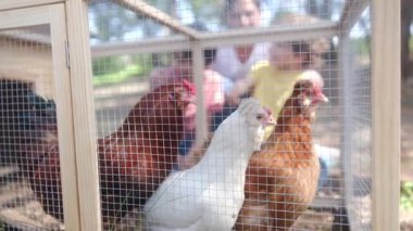 Yavaş çekim videosu. İki oğlan ve tavuk kümesinde bir anne. 