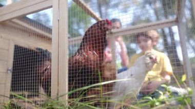 Yavaş çekim videosu. İki oğlan ve tavuk kümesinde bir anne. 