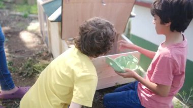 Tavuklu tavuk kümesinden yavaş çekim videosu. Çocuklar yumurta topluyor. 