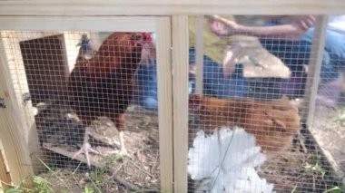 Yavaş çekim videosu. İki çocuklu bir kadın köyde tavuk kafesi kontrol ediyor. 