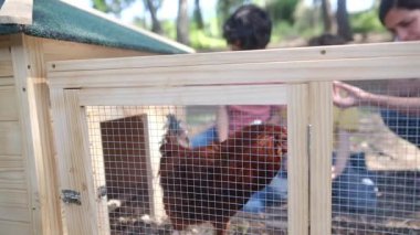 İki çocuklu bir kadın köyde tavuk kafesini kontrol ediyor. Yavaş çekim videosu  