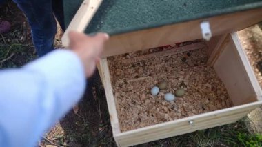 Bir köydeki tavuk kafesinde yumurtaları kontrol ederken çekilmiş video görüntüleri. Yavaş çekim videosu. 