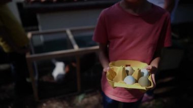 Ağır çekim Çiftlik Görüntüleri: Yumurtalı tavuk kümesinde iki genç çocuk