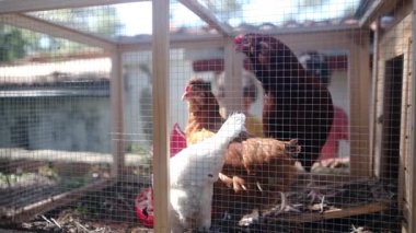 Çiftlikteki yavaş çekim videosu. Tavuklarla bir tavuk kümesinde iki genç çocuk..