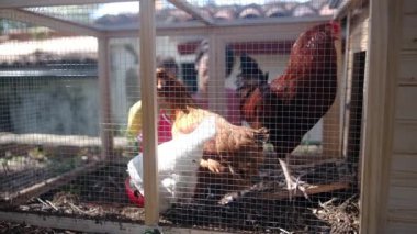 Yavaş çekim bir çiftlikteki huzurlu bir sahneyi yakalıyor. Tavuk kümesindeki iki genç çocuğun etrafı tavuklarla çevrili..