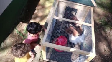 Tavuklu tavuk kümesinde iki küçük çocukla ağır çekim videosu. 