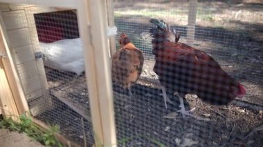 Yavaş çekim videosu. Tavuklu tavuk kümesi. 