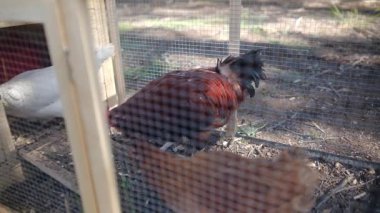 Yavaş çekim videosu. Tavuklu tavuk kümesi. 