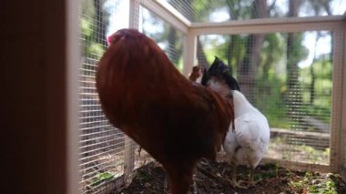 Yavaş çekim videosu. Tavuklu tavuk kümesi. 