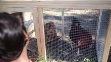 Ağır çekimde bir çiftlikte kırsal alan görüntüsü. Tavuk kümesindeki iki genç çocuğun etrafı tavuklarla çevrili..