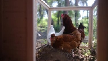 Yavaş çekim videosu. Tavuklu tavuk kümesi. 
