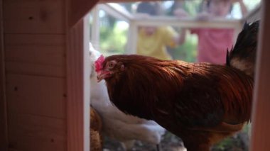 Ağır çekimde bir çiftlikte kırsal alan görüntüsü. Tavuk kümesindeki iki genç çocuğun etrafı tavuklarla çevrili..