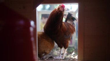 Tavuk kümesindeki tavukların yavaş çekim videosu. erkekler arka planda 