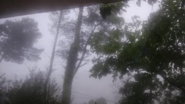 Gökyüzü bulutlu ve ormandaki yağmurlu hava dalgalı ağaçlarla dolu. 