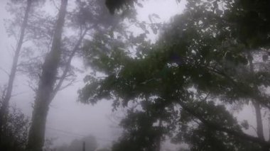 Gökyüzü bulutlu ve ormandaki yağmurlu hava dalgalı ağaçlarla dolu. 