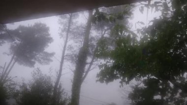 Gökyüzü bulutlu ve ormandaki yağmurlu hava dalgalı ağaçlarla dolu. 