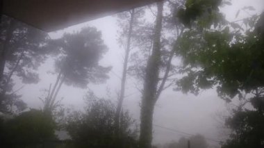 Gökyüzü bulutlu ve ormandaki yağmurlu hava dalgalı ağaçlarla dolu. 