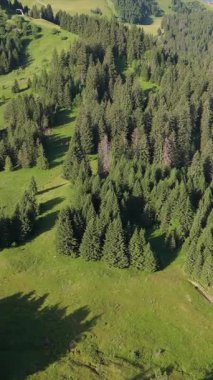 Güneşli yaz gününde dağların ağaçlarını gösteren dikey drone videosu 