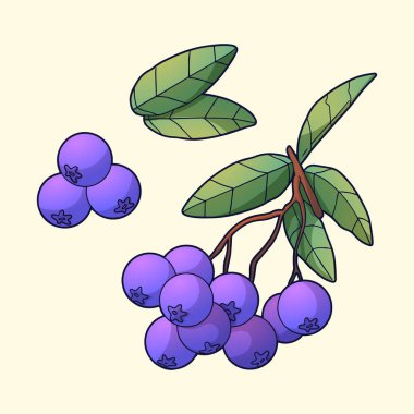 Düz tasarım Aronia Vektör illüstrasyonu