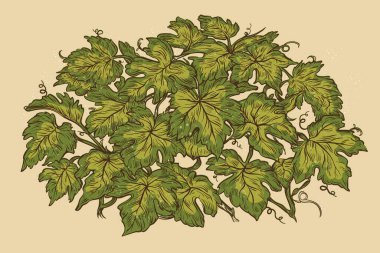 Bir demet yeşil yaprağı olan bir sarmaşık, çiçek açabilen bir karasal bitkidir. Aynı zamanda meyve üretebilir ve sonsuza dek yeşil kategorisine girebilir.