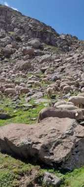 Tarsar Marsar Kashmir Görünmez Güzellik