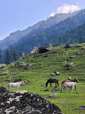 Tarsar Marsar Trek Görünmez Kaşmir 'de