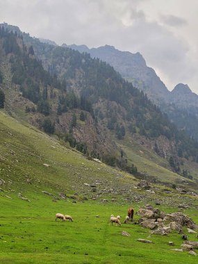 Arkasında bir dağ olan güzel bir manzara.