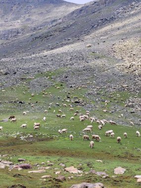 Dağlarda otlayan koyunlar