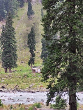 Ormanın güzel manzarası