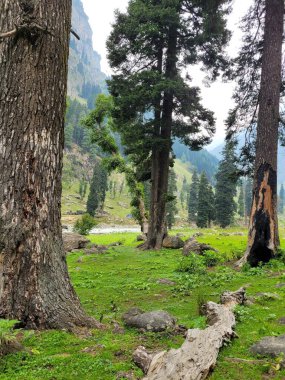 Ağaçlar ve ormanlarla dolu güzel bir manzara.