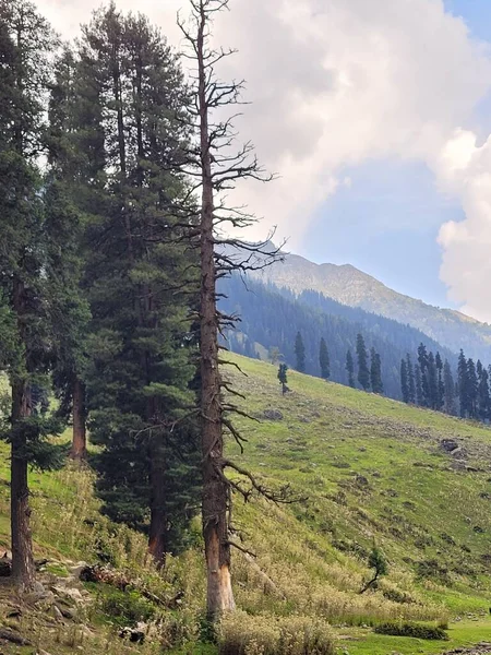 Dağları Ağaçları Olan Güzel Bir Manzara — Stok fotoğraf