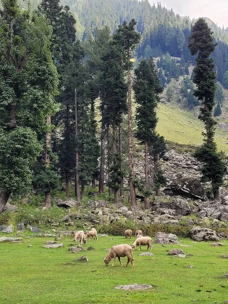 Овцы Горах — стоковое фото
