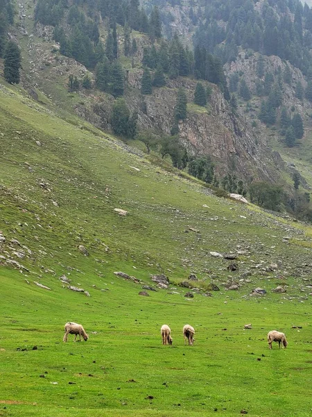 Коровы Пасутся Горах — стоковое фото