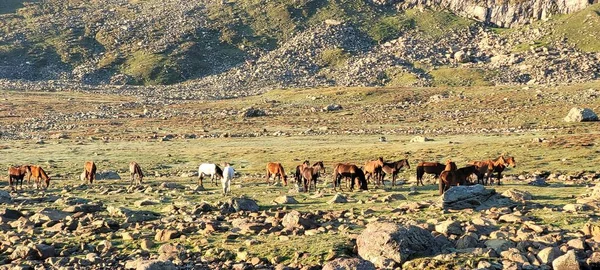 Manada Cavalos Nas Montanhas — Fotografia de Stock