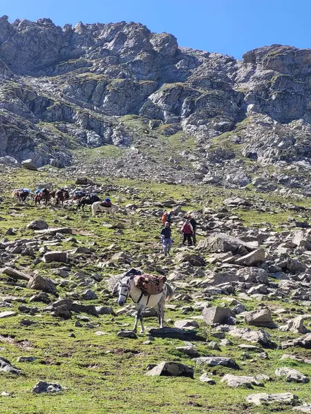 stock image a herd of horses in the mountains