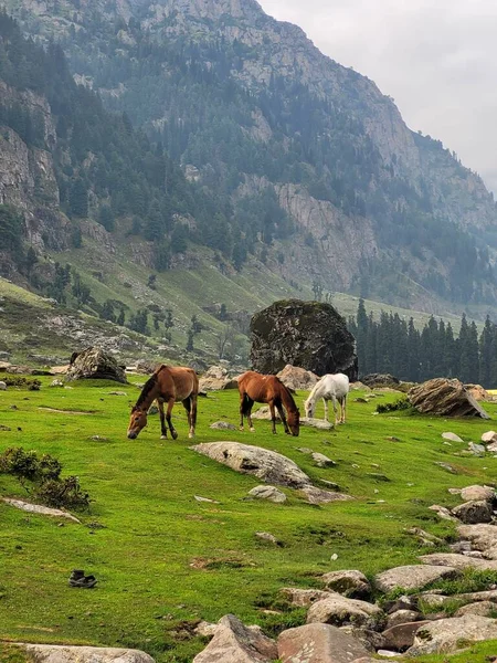 Krásná Horská Krajina Stádem Koní — Stock fotografie