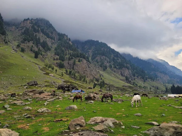 Hermoso Paisaje Montaña Con Una Gran Manada Vacas Perro Pequeño — Foto de Stock