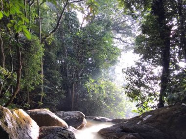 Sabah Perak, Malezya 'da bir orman manzarası.