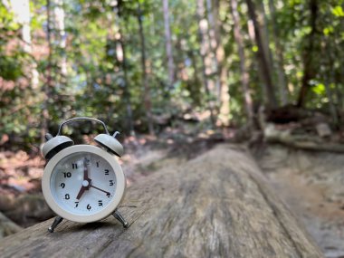 Düşen ağaç gövdesine takılmış bir çalar saat. 7 oktanlı görünüyor..