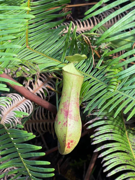 Close up of a carnivorous pitcher plant called Nepenthes. Its also called tropical pitcher plant or monkey cup.